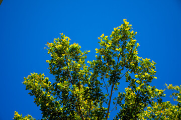 Tree with green leaves on the blue sky and light clouds