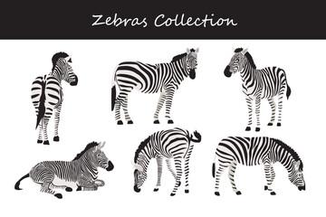 Zebra collection. Vector illustration. Isolated on white background.