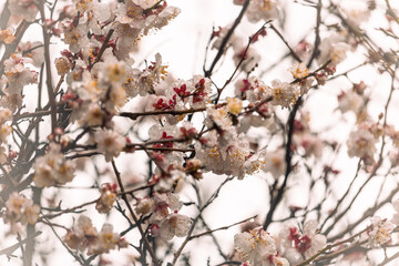 Obraz premium 梅の花