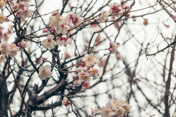 梅の花