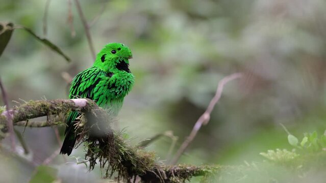Nature wildlife Whitehead's Broadbill bird endemic of Borneo perching on a branch