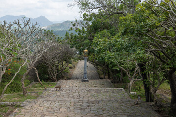 Macaque monkey roaming across the steps at the Dambulla Temple in the Central Province of Sri Lanka