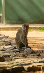 Macaque monkeys in the gardens off the Sigiriya rock in the Central Province of Sri Lanka