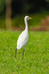 Close up shot of a white egret water bird seen in the gardens of the Sigiriya rock fortress in the Central Province of Sri Lanka