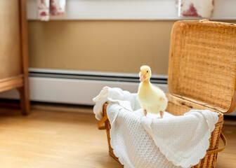 Fototapeta na wymiar Baby duck in a basket