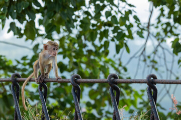 Baby macaque monkey (old work monkey) seen at the top of the Sigiriya rock fortress in the Central Province of Sri Lanka