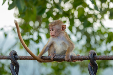 Baby macaque monkey (old work monkey) seen at the top of the Sigiriya rock fortress in the Central Province of Sri Lanka