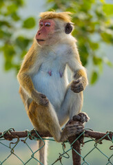 Macaque monkey (old work monkey) seen grooming at the top of the Sigiriya rock fortress in the Central Province of Sri Lanka