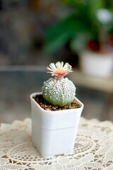Cactus in small pot with blooming flower. Astrophytum asterias or Super Kabuto.