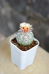 Cactus in small pot with blooming flower. Astrophytum asterias or Super Kabuto.