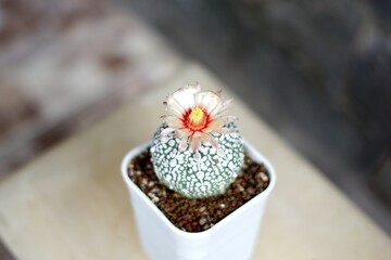 Cactus in small pot with blooming flower. Astrophytum asterias or Super Kabuto.