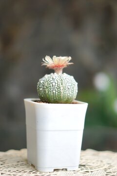 Cactus in small pot with blooming flower. Astrophytum asterias or Super Kabuto.
