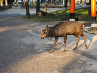 道を横切る奈良公園の鹿