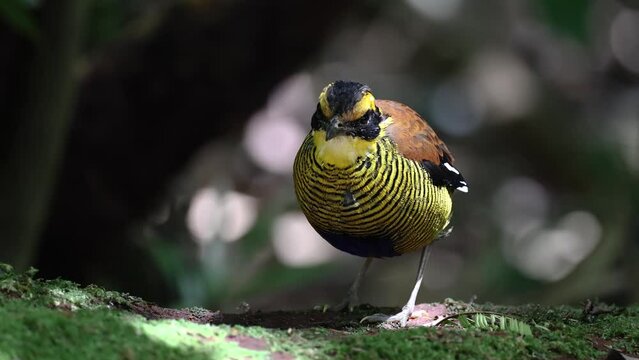 Nature wildlife footage of Borneo banded pitta (Hydrornis schwaneri) It is found only in Borneo