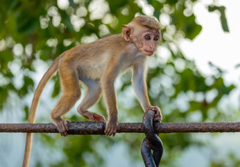 Baby macaque monkey (old work monkey) seen at the top of the Sigiriya rock fortress in the Central Province of Sri Lanka