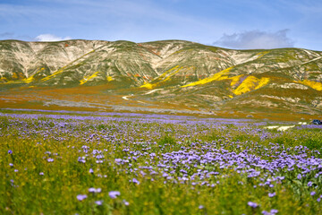 field of flowers