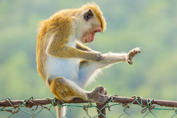 Macaque monkey (old work monkey) seen grooming at the top of the Sigiriya rock fortress in the Central Province of Sri Lanka