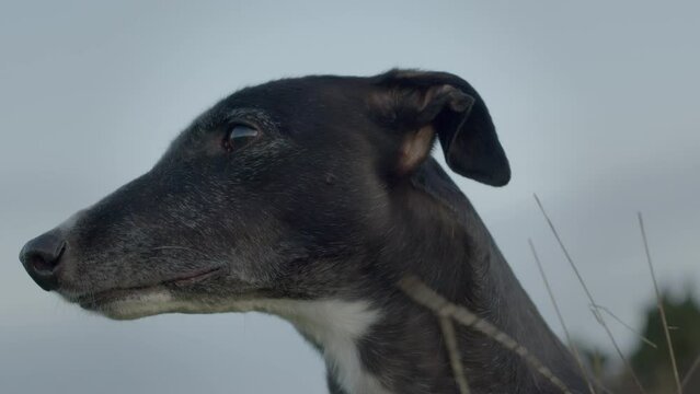 Greyhound pet animal with long neck, closeup. Dog in park outside.