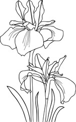 Botanical illustration of iris flower. hand drawn flower illustration.