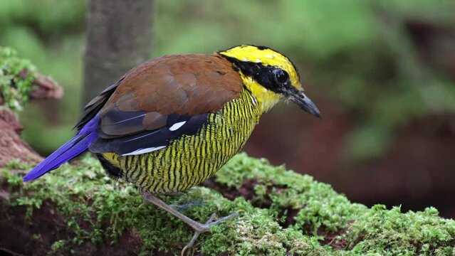 Nature wildlife footage of Borneo banded pitta (Hydrornis schwaneri) It is found only in Borneo