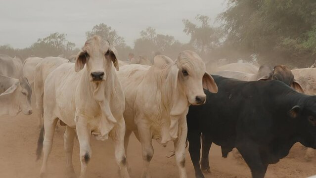 Agitated group of Brahman cows in the Paraguayan Chaco