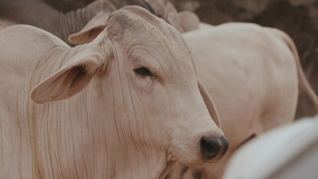 A close-up shot of a Brahman cow surrounded by many cows. Chaco Paraguayo