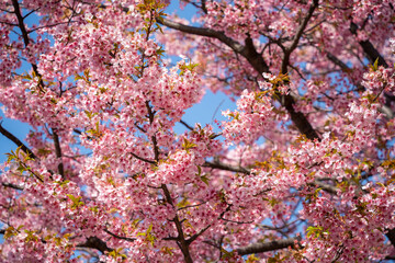 河津桜　011