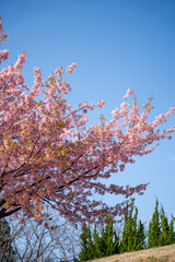 河津桜　07