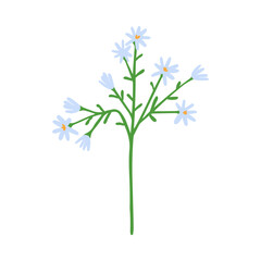 Spring flower stem. Floral branch, meadow wildflower sprig. Fragile simple field bloom. Blossomed herbal plant. Delicate summer herb twig. Flat vector illustration isolated on white background
