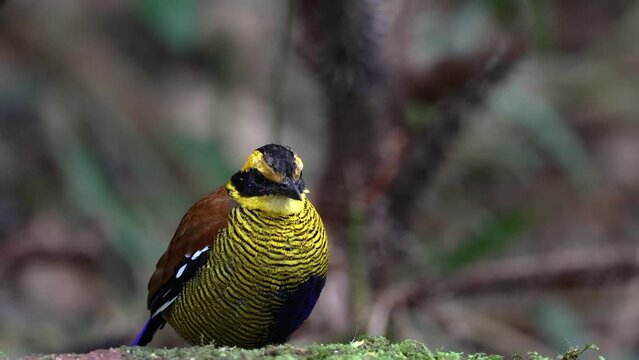 Nature wildlife footage of Borneo banded pitta (Hydrornis schwaneri) It is found only in Borneo