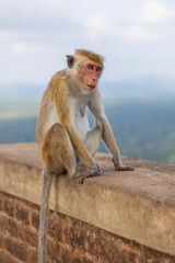 Naklejka premium Macaque monkeys (old work monkey) seen at the top of the Sigiriya rock fortress in the Central Province of Sri Lanka