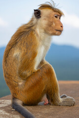 Naklejka premium Macaque monkeys (old work monkey) seen at the top of the Sigiriya rock fortress in the Central Province of Sri Lanka