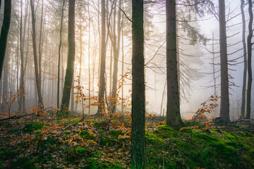 An atmospheric image depicting a serene forest landscape bathed in the golden glow of morning mist