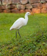 Close up shot of a white egret water bird seen in the gardens of the Sigiriya rock fortress in the Central Province of Sri Lanka