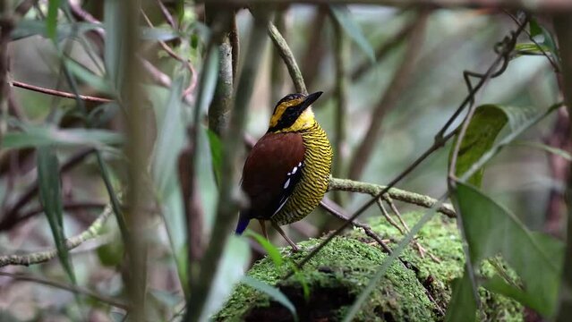 Nature wildlife footage of Borneo banded pitta (Hydrornis schwaneri) It is found only in Borneo