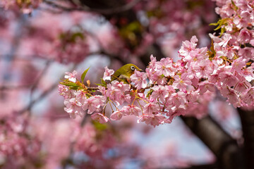 河津桜の蜜を吸うメジロ　01