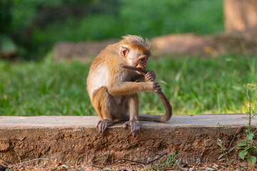 Macaque monkeys (old work monkey) seen in the gardens of Sigiriya in the Central Province of Sri Lanka