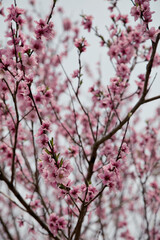 Cherry blossoms festival in South Korea