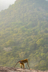 Macaque monkeys (old work monkey) seen at the top of Pidurangala Rock in the Central Province of Sri Lanka