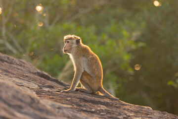 Macaque monkeys (old work monkey) seen at the top of Pidurangala Rock in the Central Province of Sri Lanka