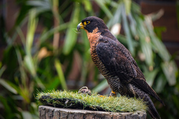 Peregrine Falcon Flaps the Wings