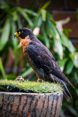 Peregrine Falcon Flaps the Wings