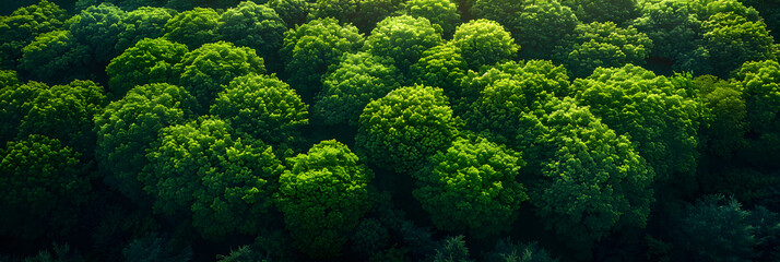 green fern background,
Aerial view of a forest with trees on Mount Term 