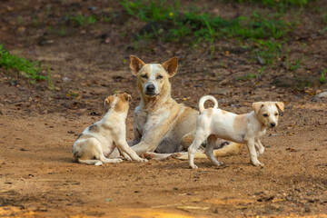 Stray dog with a litter of puppies on a dirt track road in the Dambulla region of Central Province, Sri Lanka
