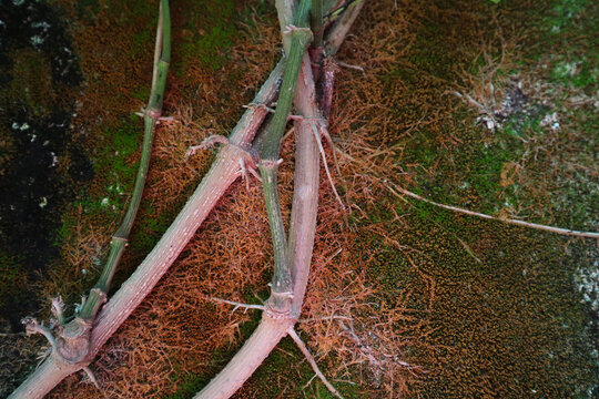 roots creeping up. Betel roots creeping on the mossy walls. unleaf.