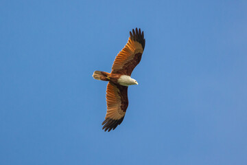 Brahminy kite bird of prey (red backed sea-eagle) seen in flight in the Dambulla region of the Central Province of Sri Lanka