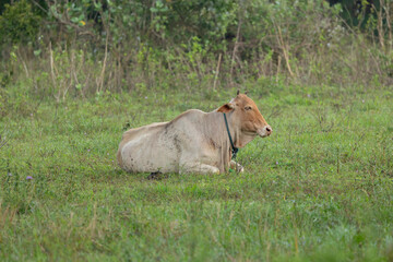 Brahma breed of Zebu cattle in Sigiriya, Dambulla in the Central Province, Sri Lanka