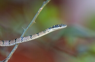 Sri Lankan Flying Snake seen amongst the branches of a small tree in Sigiriya, Dambulla in the Central Province, Sri Lanka