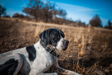 Side view portrait of a black-white English pointer with a blurry background