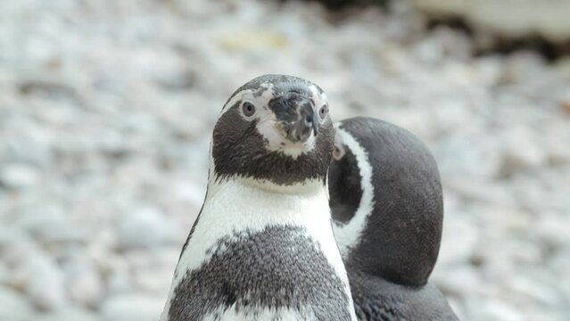 Close Up of penguins on a rocky beach - Slow motion.